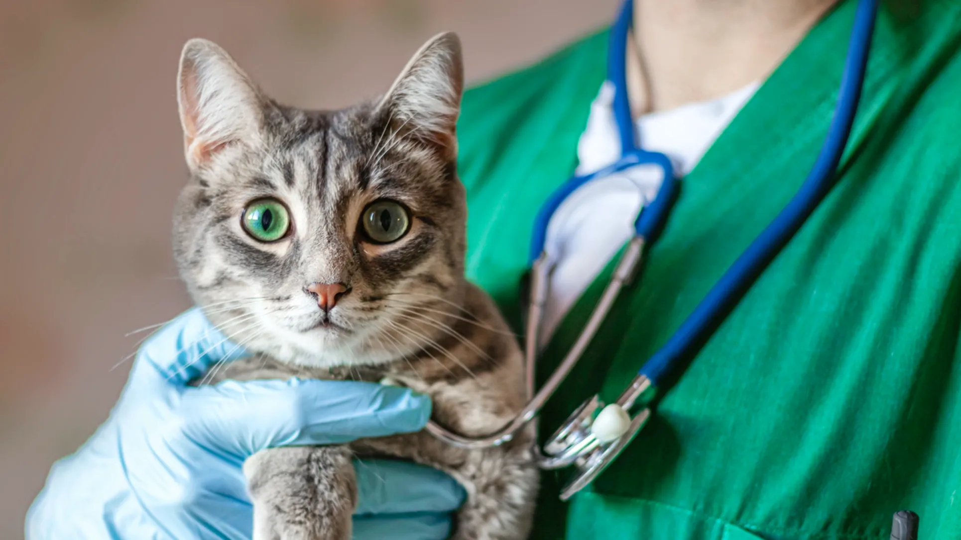 Cat at veterinary clinic